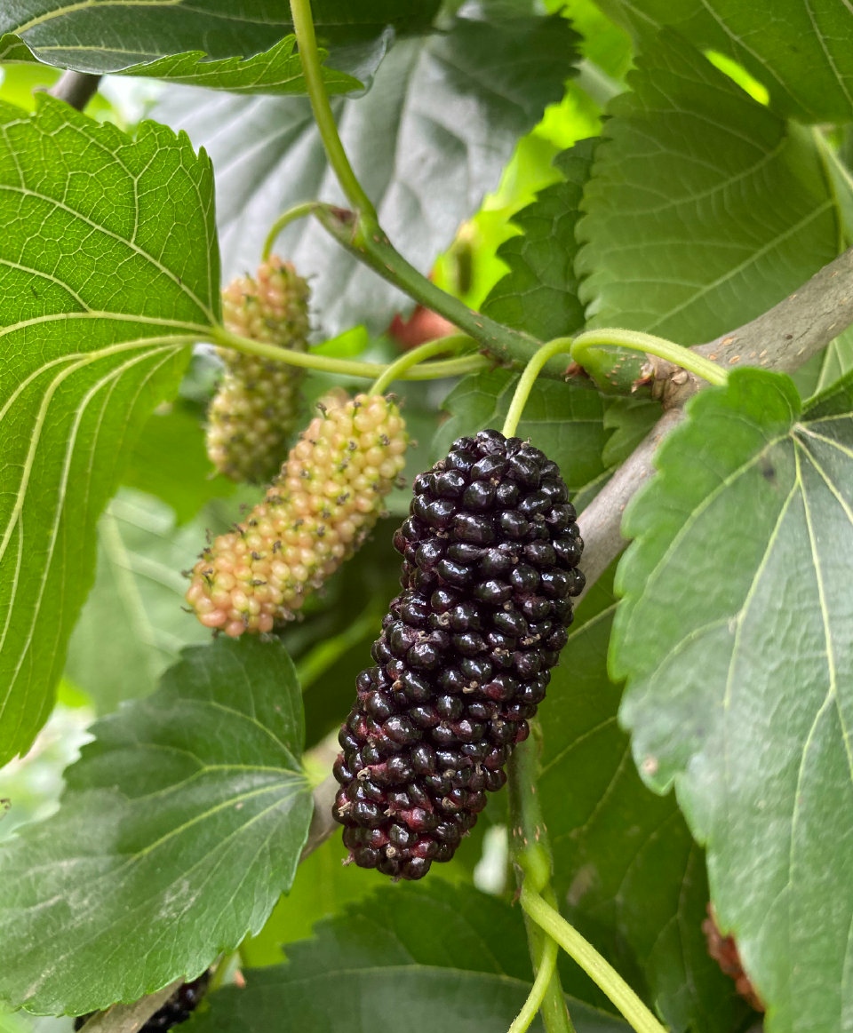 OB��Ѷ��(�й���)�ٷ���վ